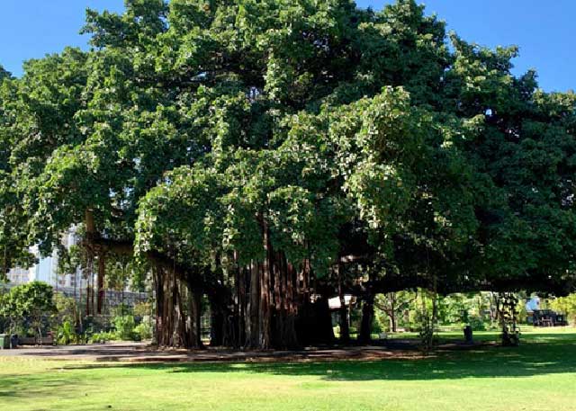National Tree: Banyan