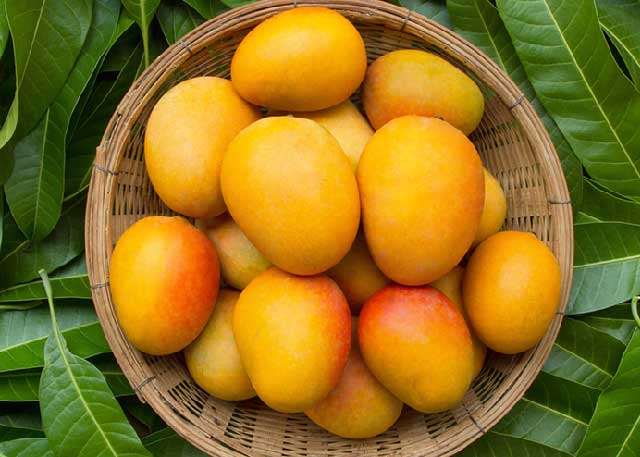 National fruit: Mango