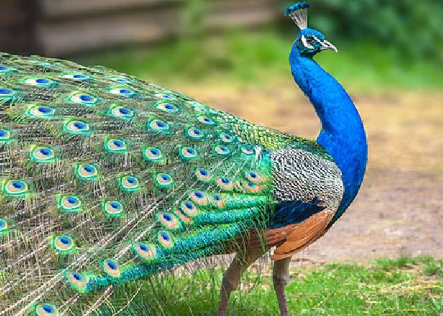 National bird: Peacock