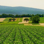 Olam Agri Joins Hands with Husk Power to Advance Sustainable Energy in Nigeria’s Agricultural Sector