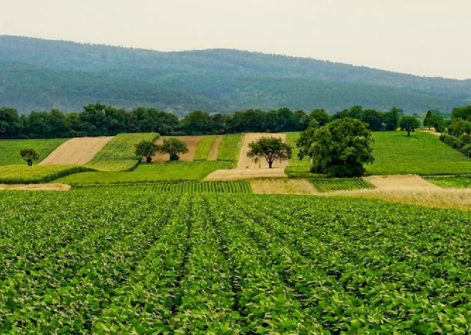 Olam Agri Joins Hands with Husk Power to Advance Sustainable Energy in Nigeria’s Agricultural Sector