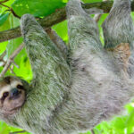 Sloth Sanctuary