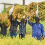 Soumya Swaminathan Lauds PM Modi’s Focus on Agricultural Development and Farmer Welfare