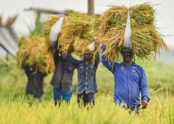 Soumya Swaminathan Lauds PM Modi’s Focus on Agricultural Development and Farmer Welfare