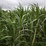 Kharif Crop Sowing Off to a Robust Start in 2025, Says Agriculture Ministry Report