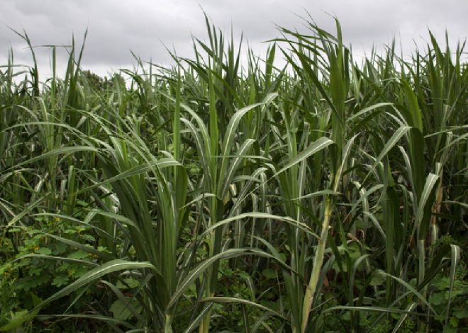 Kharif Crop Sowing Off to a Robust Start in 2025, Says Agriculture Ministry Report