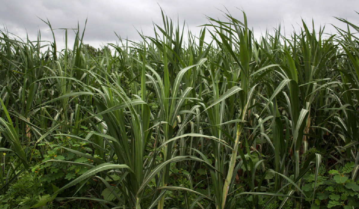 Kharif Crop Sowing Off to a Robust Start in 2025, Says Agriculture Ministry Report