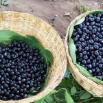 India Begins Fresh Jamun Exports from Karnataka to UK for the First Time