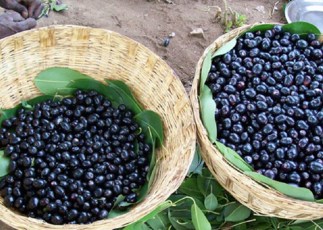 India Begins Fresh Jamun Exports from Karnataka to UK for the First Time
