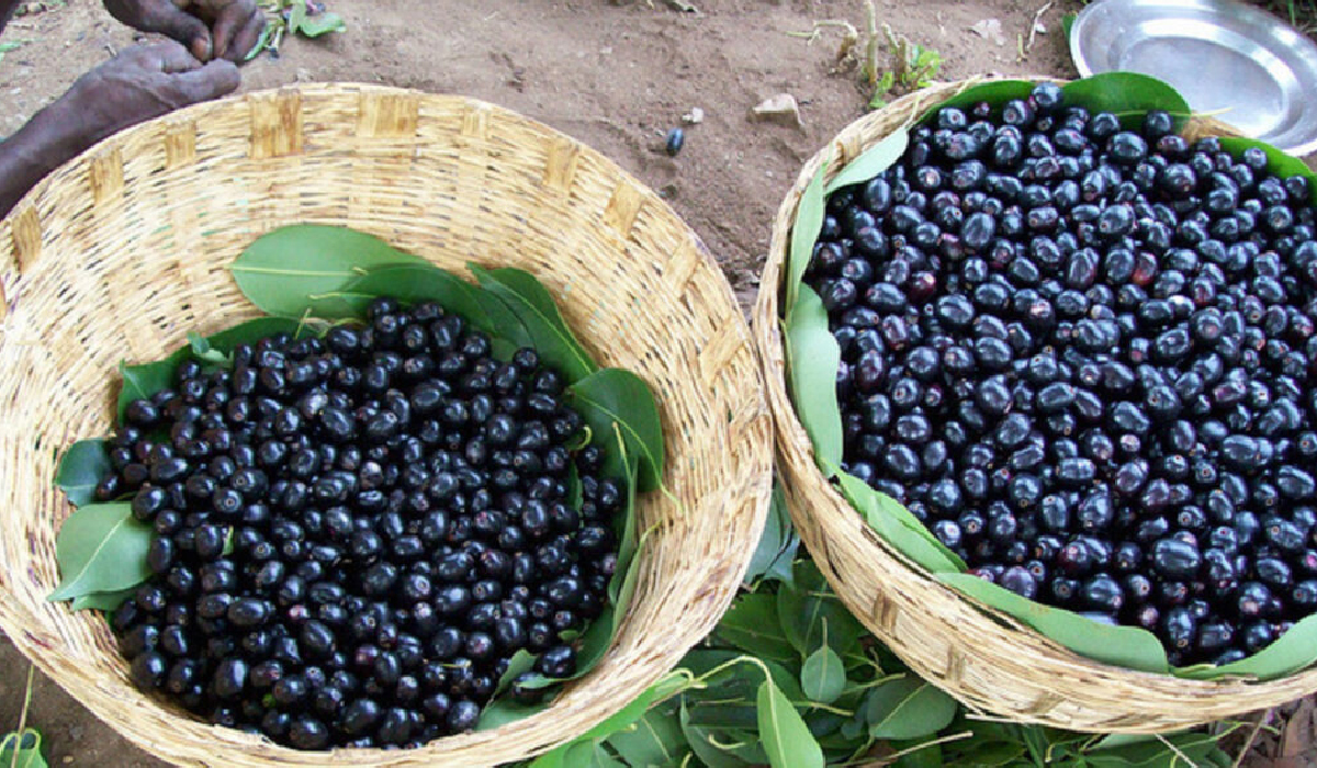 India Begins Fresh Jamun Exports from Karnataka to UK for the First Time