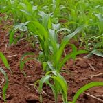 Africa – A Land of Opportunities for Innovators, Entrepreneurs, Ruralpreneurs and Agripreneurs