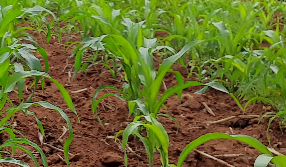 Africa – A Land of Opportunities for Innovators, Entrepreneurs, Ruralpreneurs and Agripreneurs